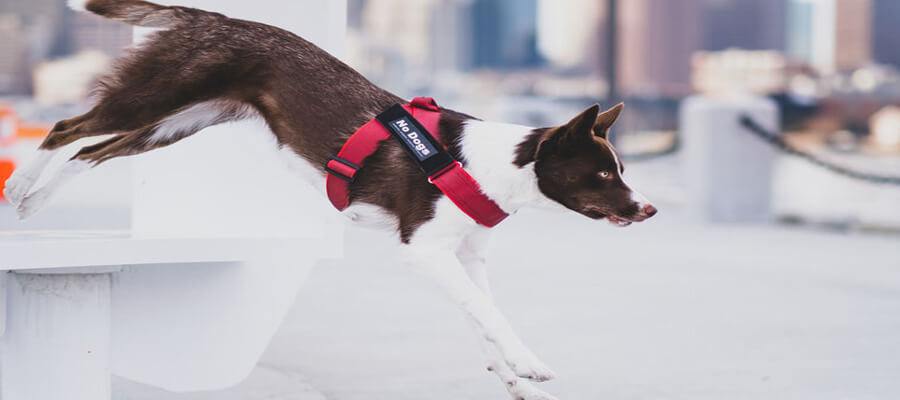 The Best Dog Harnesses for Active Dogs on the Go